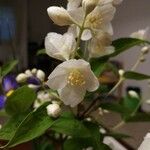 Philadelphus coronariusBlomst