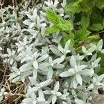 Cerastium tomentosum Leaf