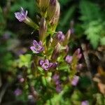 Gentianella amarella പുഷ്പം