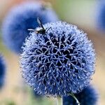 Echinops bannaticus Fula