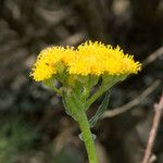 Senecio aronicoides Floare