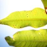 Syzygium cymosum Leaf