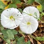 Convolvulus arvensis花