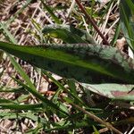 Erythronium dens-canis Leaf