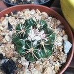 Coryphantha elephantidens樹皮