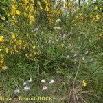 Vicia orobus Alkat (teljes növény)
