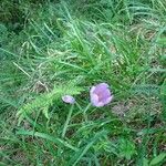 Colchicum autumnaleKvet