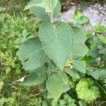 Viburnum lantanaFuelha