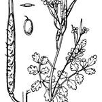 Cardamine graeca Autre