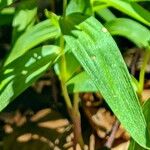 Cephalanthera rubra 叶