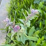 Nonea vesicaria Blomma