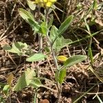 Sisymbrium orientale ശീലം