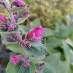 Lepechinia hastata Flor