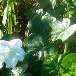 Ipomoea alba Blatt