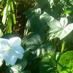 Ipomoea alba Yaprak