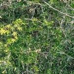 Schinus longifolia Habit