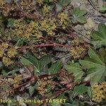 Alchemilla fissa Συνήθη χαρακτηριστικά