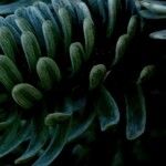 Abies lasiocarpa Likasa