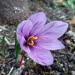 Crocus sativusЦветок