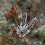 Allium moschatum Blodyn