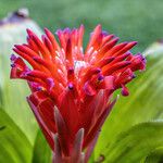 Billbergia pyramidalis Květ