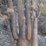 Pachypodium namaquanum ശീലം