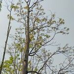 Acrocarpus fraxinifolius Vatany