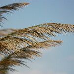 Arundo micrantha Blodyn