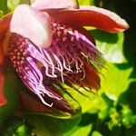 Passiflora quadrangularisFlower