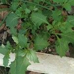 Solanum carolinense Foglia