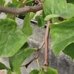 Cercis occidentalis Hostoa