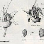 Xanthostemon gugerlii Otro