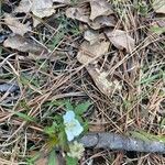 Rubus trivialis Leaf