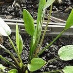 Ranunculus flammula 整株植物