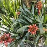 Guzmania lingulata পাতা