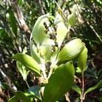 Metrosideros nitida Habit