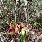 Nepenthes ampullaria പുഷ്പം