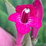 Kohleria amabilis 花