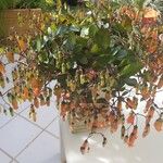 Kalanchoe manginii Цвят