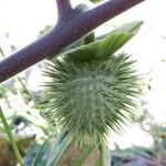 Datura metel Frutto