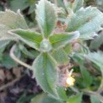 Tridax procumbens पत्ता