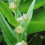 Digitalis viridiflora