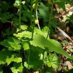 Mitella diphylla Folha