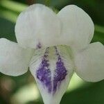 Asystasia gangetica Kvet