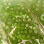 Polystichum transvaalense Leaf