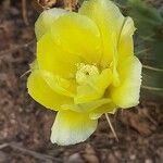 Opuntia polyacantha Kwiat