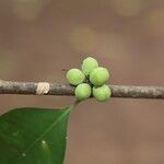 Pleiocarpa pycnantha Fruit