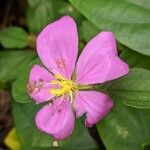 Dissotis rotundifolia Fleur
