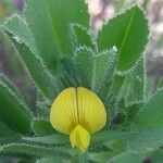 Ononis viscosa Λουλούδι