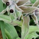 Nonea vesicaria Flor